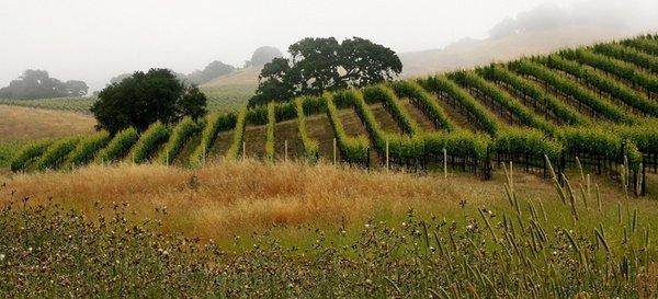 Central Coast vineyards