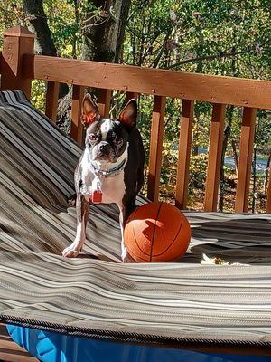 Daisy Duke standing next to her basketball. One of her favorite toys.