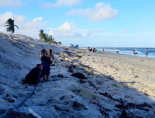 Beautiful beach and happy pup