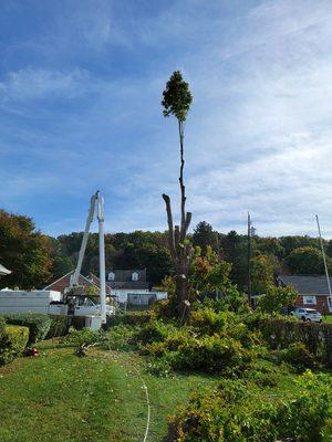 Large maple take down that was previously topped and close to power lines, shrubs and a small retaining wall around the base