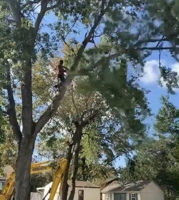 Tree trimming Established limbs