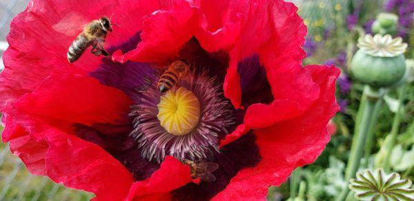 Honey bee with a poppy