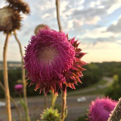 Carolyn Smith, Herbalist