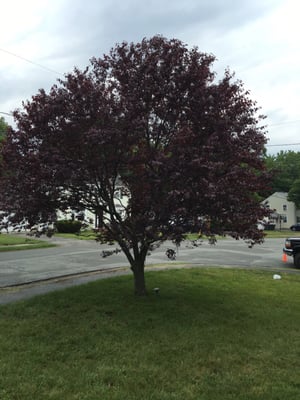 Our beautiful tree after An Artist's Touch tree and shrub pruning.  Thank you Adrian and team!