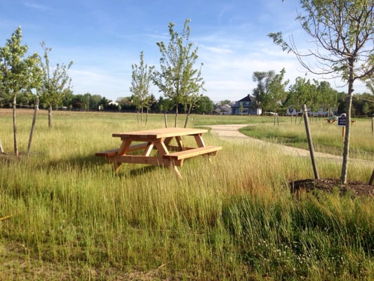 Picnic table in growing meadow habitat