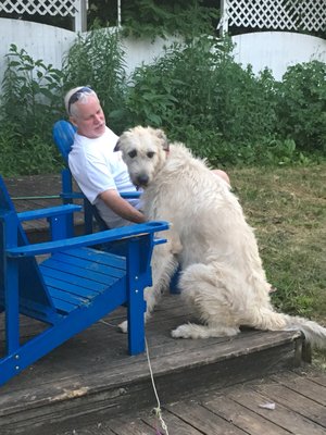 Irish Wolfhound.... now that's a big dog! We have the privilege of going potty breaks for her and her sister Rosie