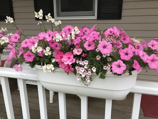 Window boxes