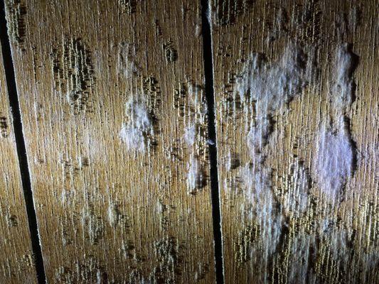 Moldy Paneling