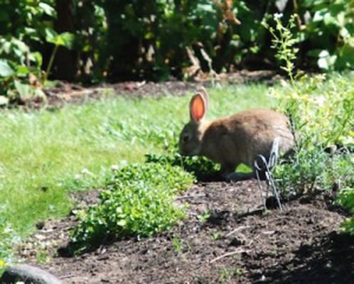 Garden Kit