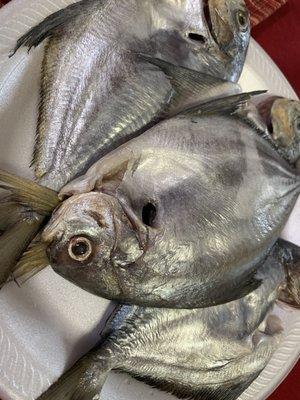 Pompano