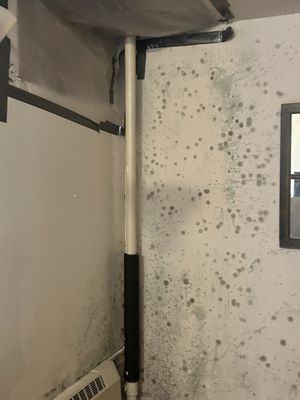 The mold in which our possessions have been sitting while Rainbow Contracting refused to do their job