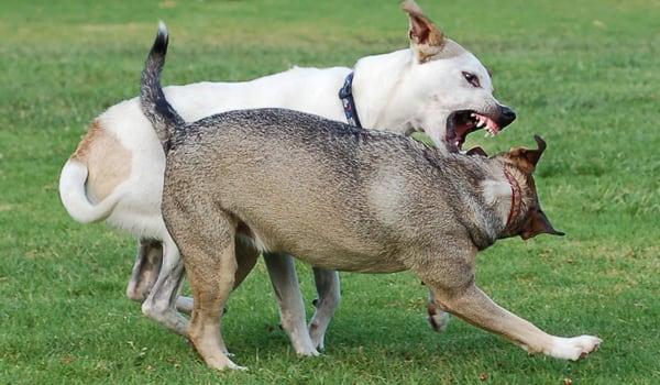 When our dogs Anakin and Wiley play like this, it's nice to be able to get a same-day appointment at Companion Care!