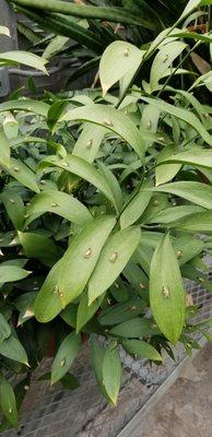 I thought these were bugs, but they're old flowers that bloom on the leaves!