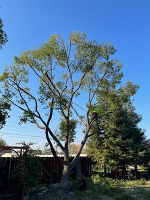 Tree Trimming