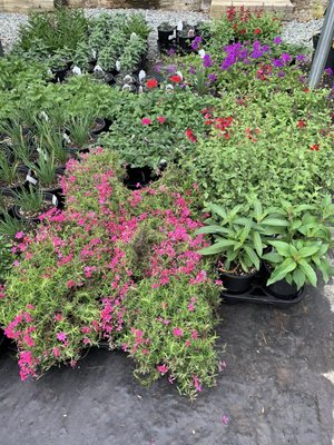 Great selection of annuals & perennials