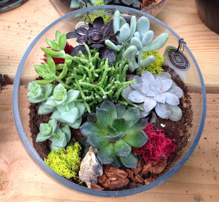 Succulent composition: ~ $37 with taxes.