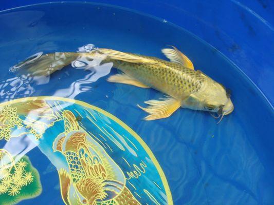 Bonsai Koi Ponds