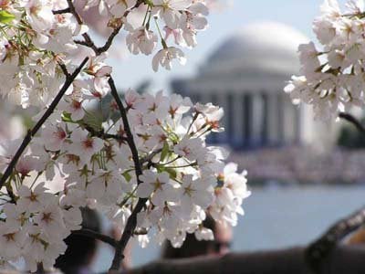 DC Cherry Blossom Festival