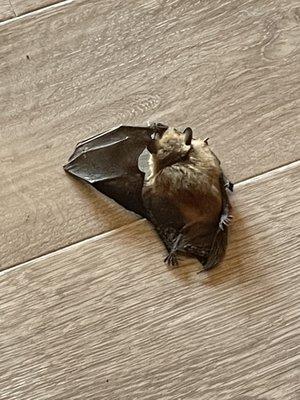 Bat