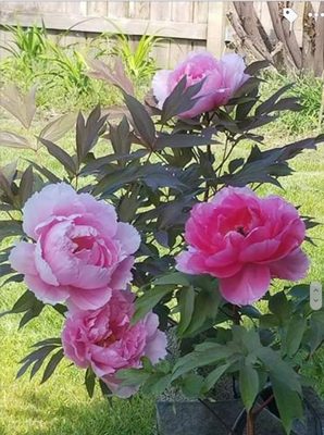 Five Fortunes Tree Peony