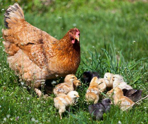 Healthy free roaming chickens provide very healthy eggs; a good source of many nutrients.