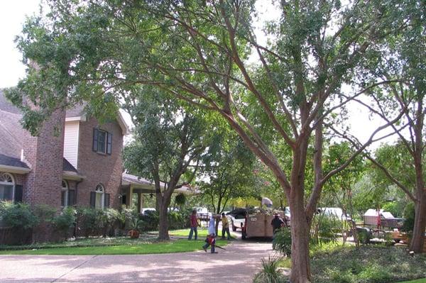 Austin Beautiful Trees Inc. will work within your budget.