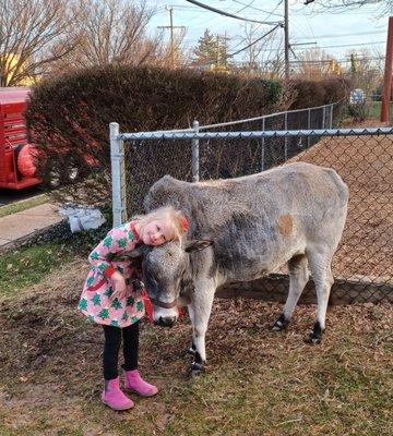 Our Miniature Zebu Steer Abraham with a  Little admirer of our Petting Zoo