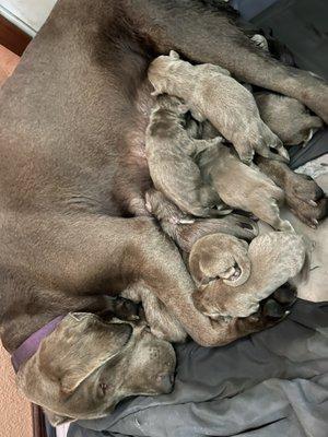 Missy and Brock's silver Labrador puppies 2023