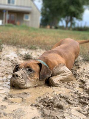 Huckleberry enjoying a mudbathe on a rainy afternoon.