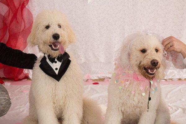 Yes, we even do dog weddings!