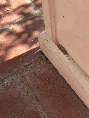 Example of how the termite droppings are back