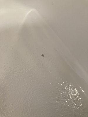 Mosquito in the shower