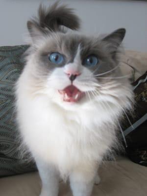 Jaspurr the friendly (and chatty!) Ragdoll. NYC PETCARE client for 8yrs!