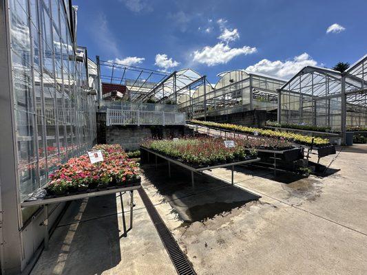 Greenhouses of plants