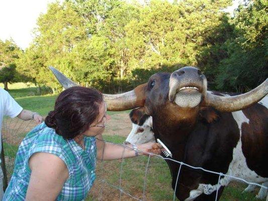 Cottage guest Anne is making longhorn Jack so happy by brushing his sweet neck.