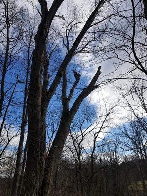 Large dead oak removal in wooded area