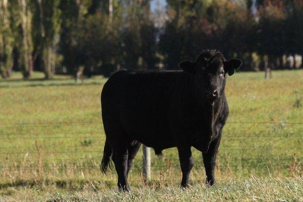 Rocky Mountain Irish Black Cattle