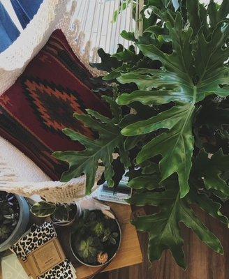 We carry an array of home decor, handmade gifts, personal care, jewelry, and plant accompaniments to go along with your plants!