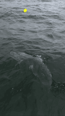 ACTION!!  1.5 HOURS, 160 LBS OF PURE ACTION. She breached the water at least 10 times and just wouldn't quit.  Captain Cam hunted her down!