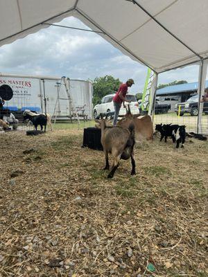 Lafayette Jockey Lot Flea Market