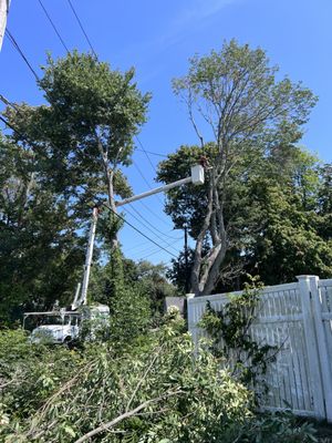 Tree removal