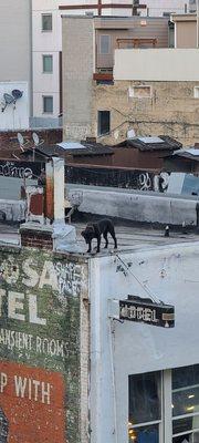 View of a pitbull across the street guarding the Tenderloin from above