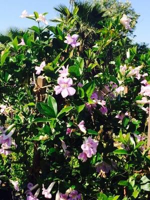 Lavender trumpet vines are in full bloom