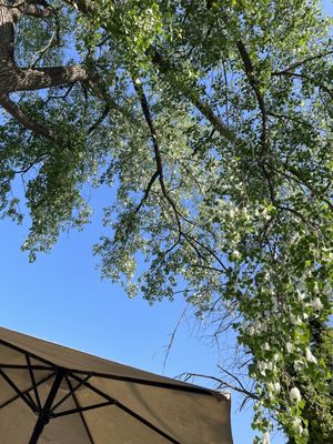 The cotton wood tree on the back deck