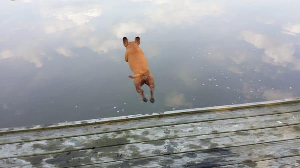 My very well trained,  happy dog Sara.  Jumping for joy!!!  Thanks to Beth and Azure.