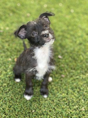 Happy patients of the Simi Valley Non Profit Spay and Neuter Clinic.