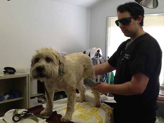 Lucy getting her Laser Therapy Treatment