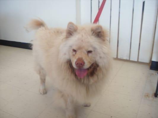 before        shaki a rescued chow