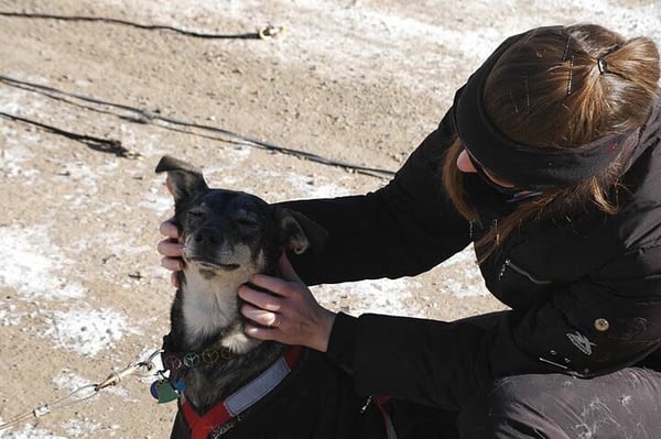 Ear scratches before dog sledding begins.