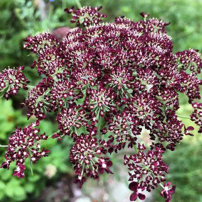 Well-Sweep Pink Queen Anne's Lace